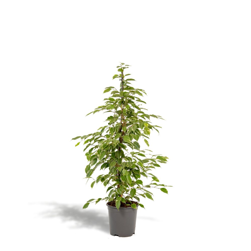 Ficus benjamina golden king h95cm