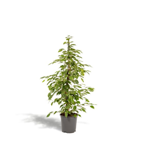 Ficus benjamina golden king h95cm