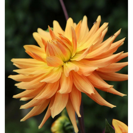 Bulbe de dahlia dentelle aurore sachet de 1 bulbe