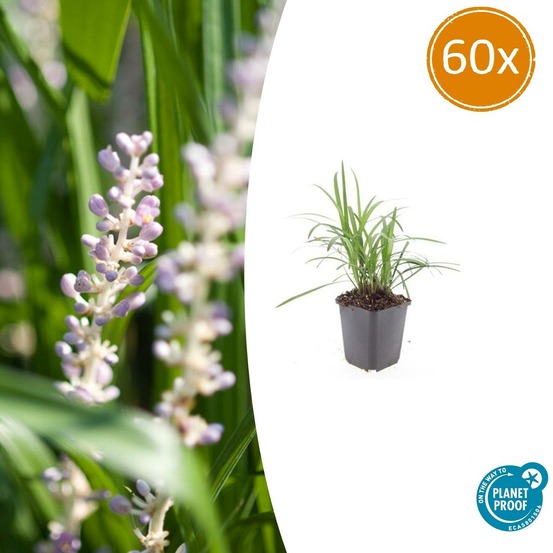 Ophiopogon - herbe aux turquoises 'monroe white' x60 – entre 3,75 et 5m2