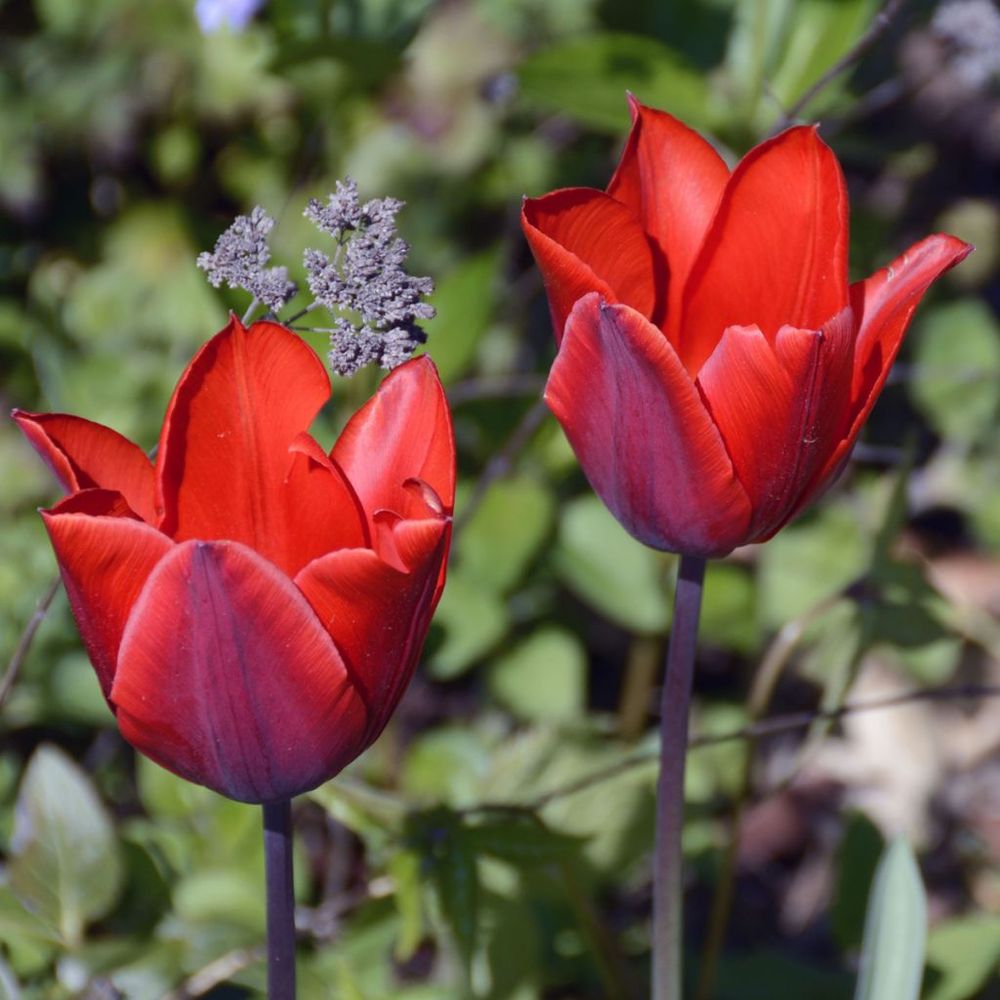 Tulipe triomphe 'couleur cardinal' bulbe calibre 12+ (par 10)
