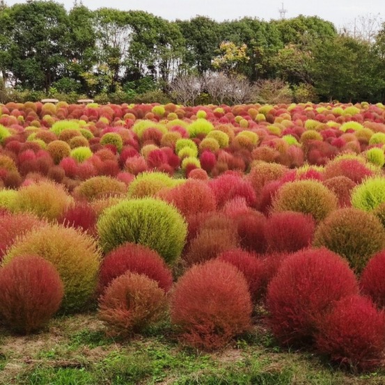 Graines de kochia scoparia trichophylla à deux couleurs environ 1000 graines par paquet, 5 paquets