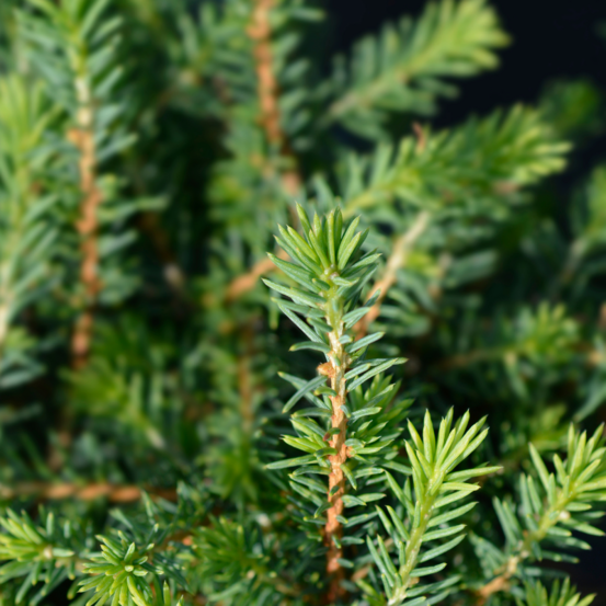 Épicéa de serbie karel - picea omorika karel 20/30cm pot 2,5l