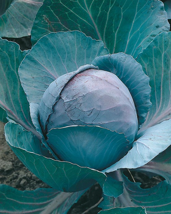 Chou rouge gros - 3 g