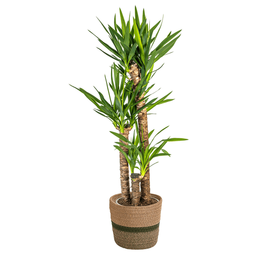 Yucca elephantipes avec cache-pot ø24cm - ↕120 - 140cm - plantes d'intérieur