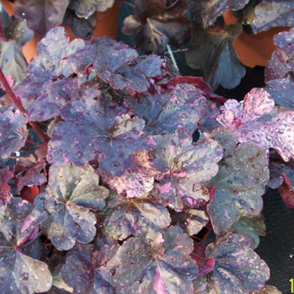 Heuchere midnight rose select pot de 3l - 20/40 cm