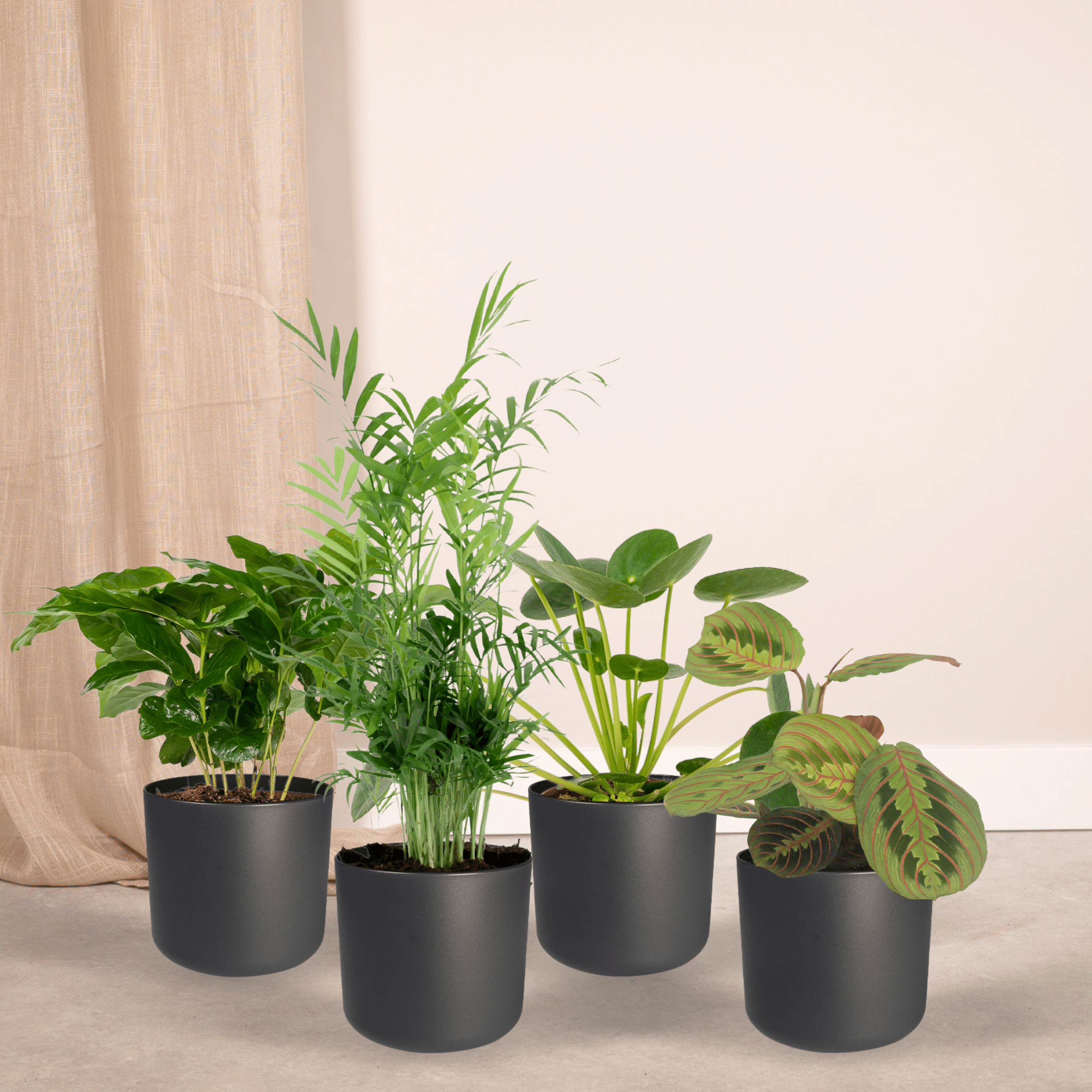 Plante d'intérieur - coffret plantes pets friendly - lot de 4 plantes 40cm