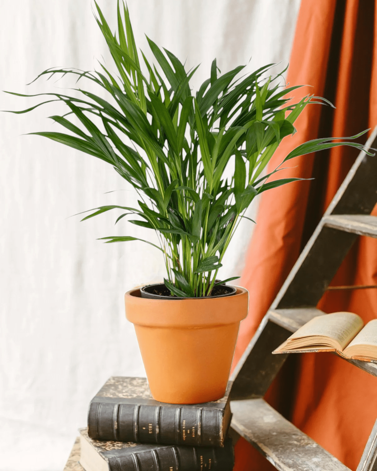 Plante d'intérieur - palmier areca 60cm