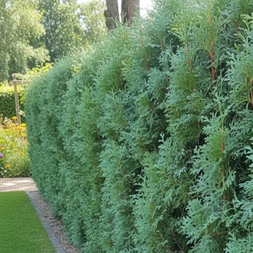 Genévrier rampant blue chip, juniperus pot de 3l - 20/40 cm