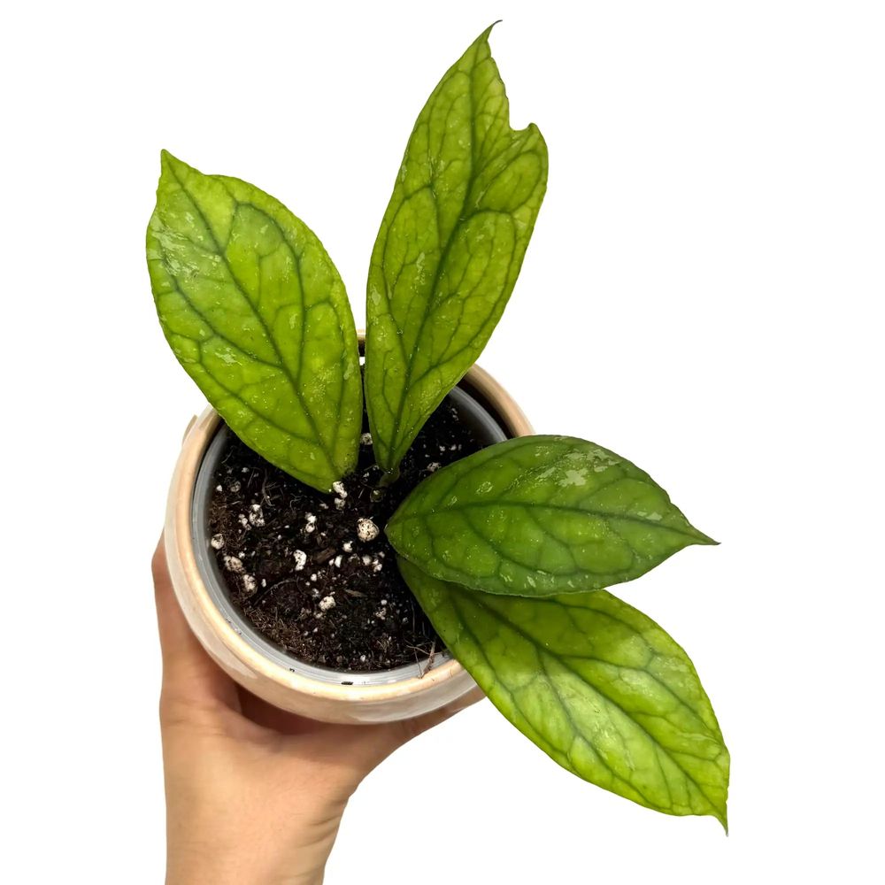 Hoya water drop irina - pot de 9cm - plantes d'intérieur
