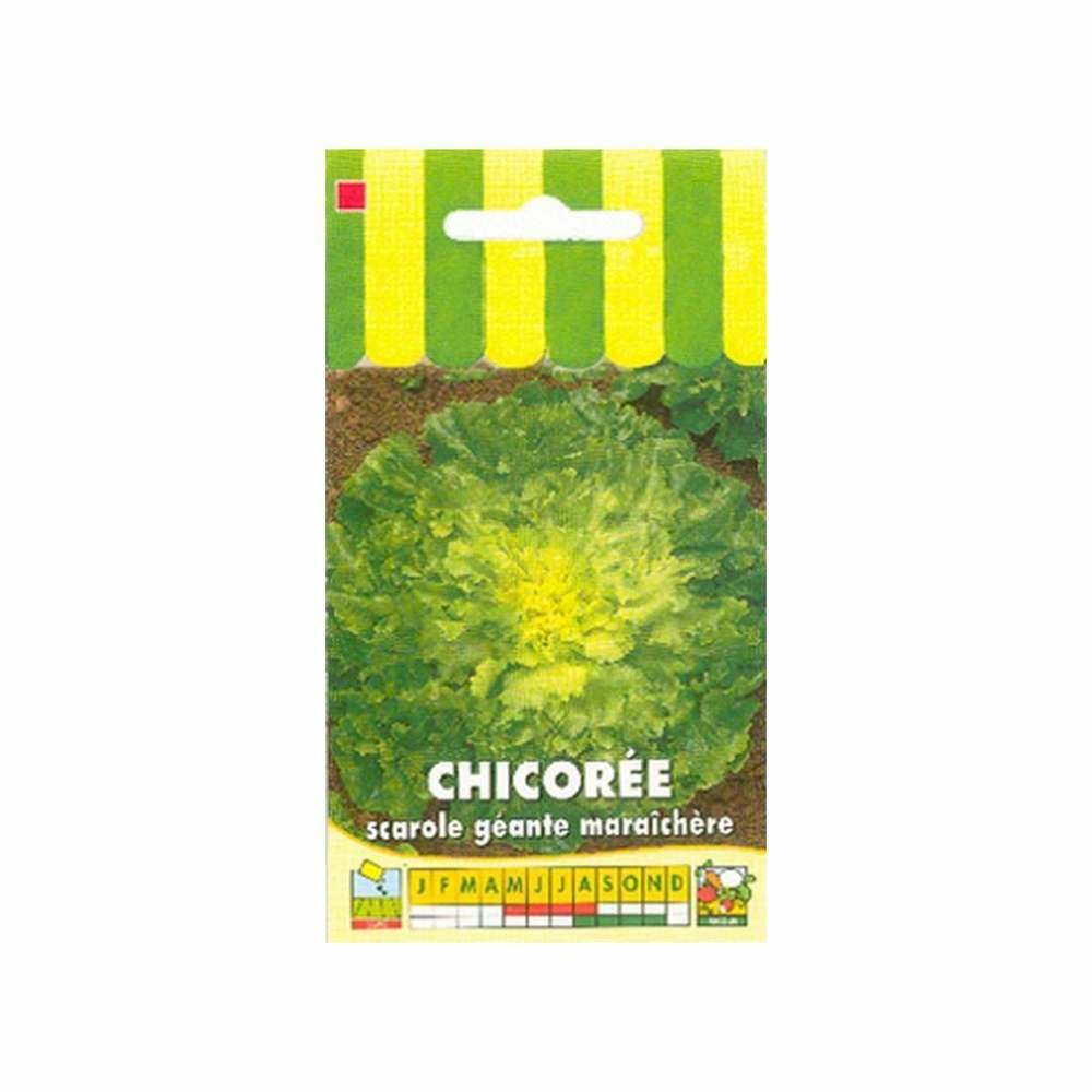Graines de chicorée scarole géante maraîchère