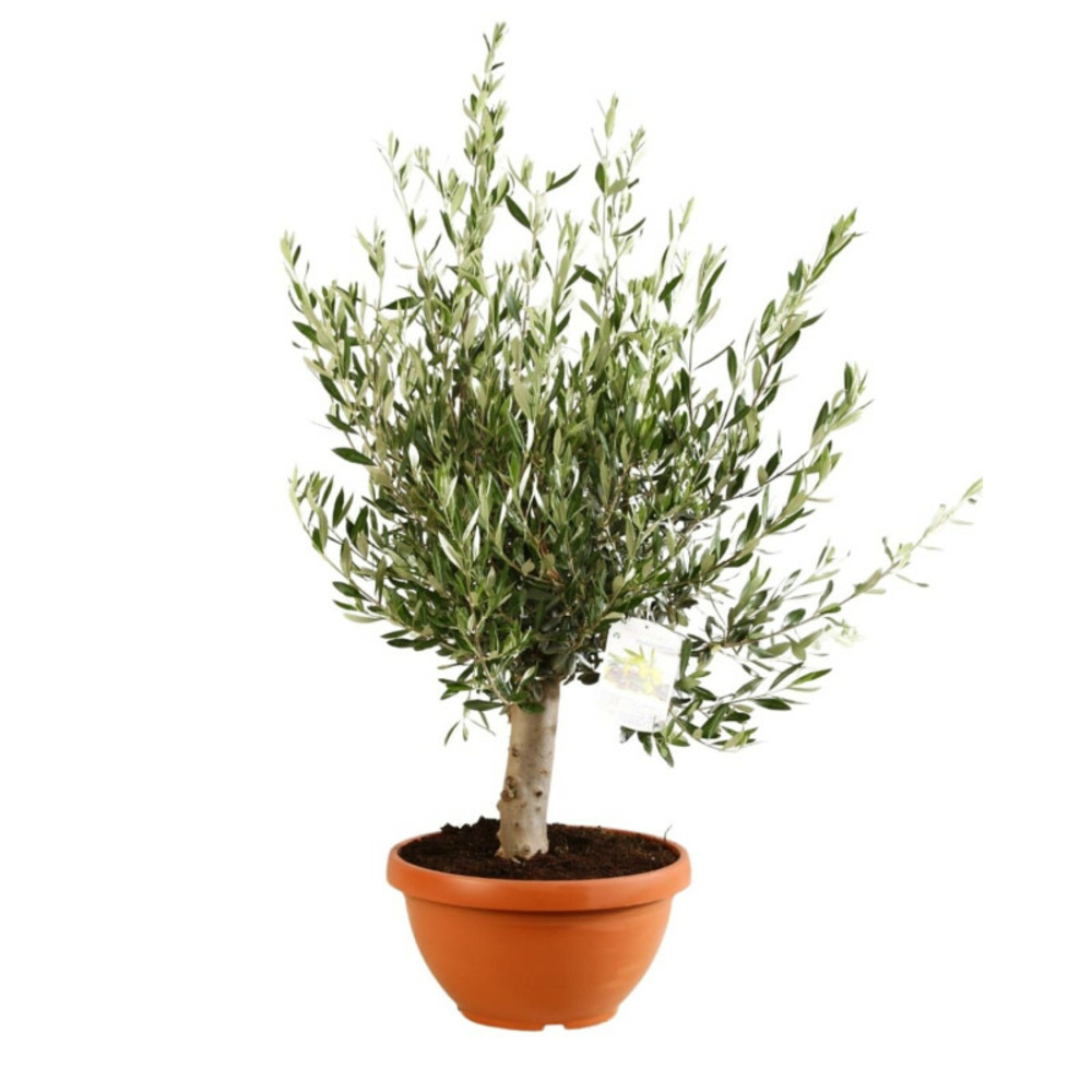 Olivier bonsaï olea europaea bonsai 80/90 cm pot 35cm