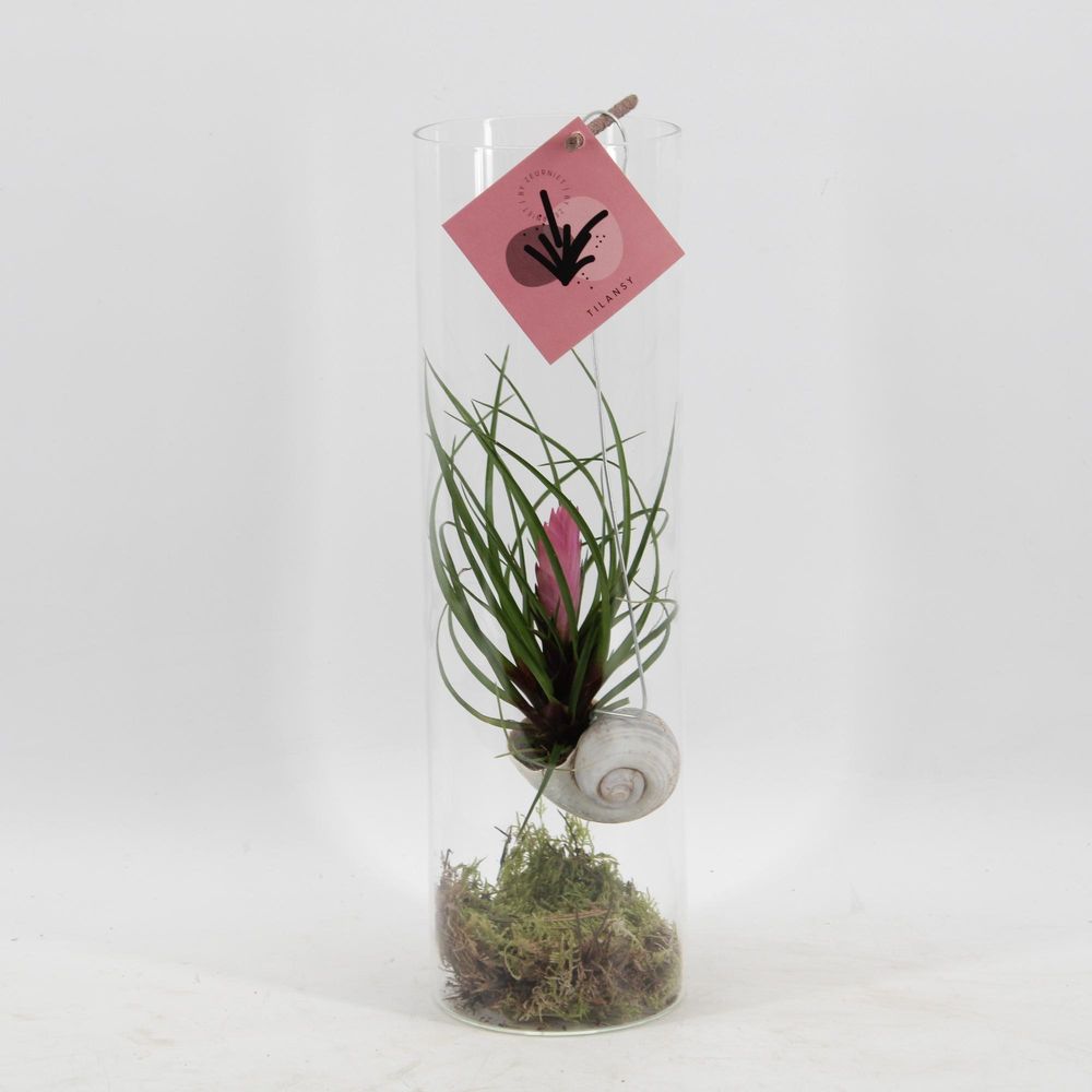 Tillandsia cyanea - ø11 ↕38 - plantes d'intérieur