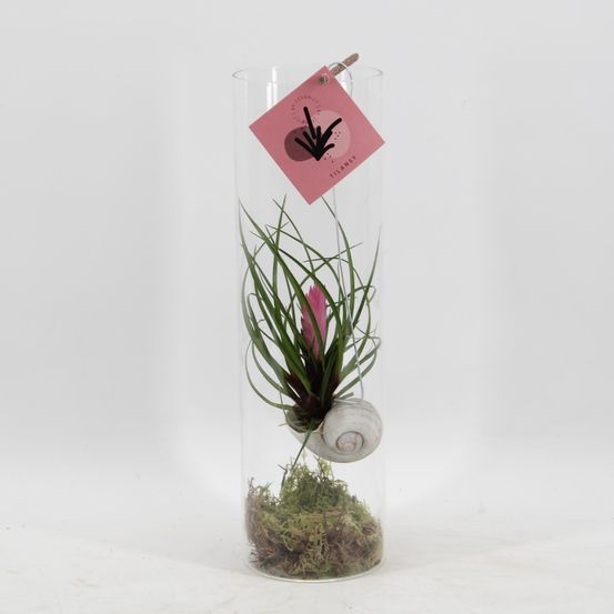 Tillandsia cyanea - ø11 ↕38 - plantes d'intérieur
