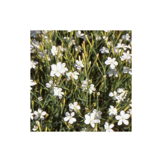 Oeillet à delta albus lot de 5 godets