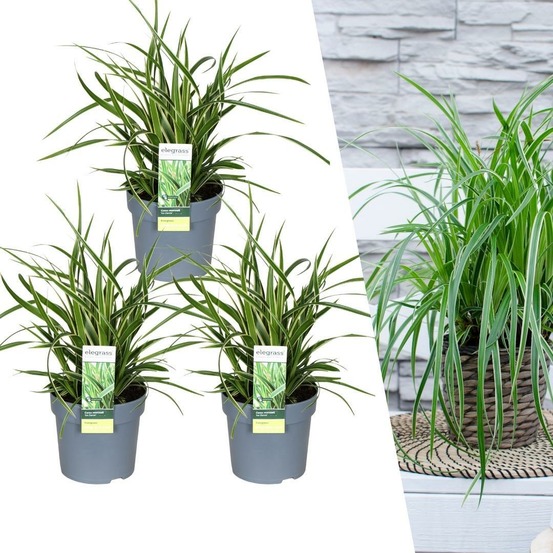 3 x carex morrowii 'ice dance'