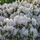 Rhododendron cunningham's white, le pot / 3l / hauteur livrée 30-40cm