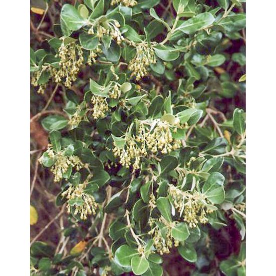 Olearia traverssii pot de 2l/3l