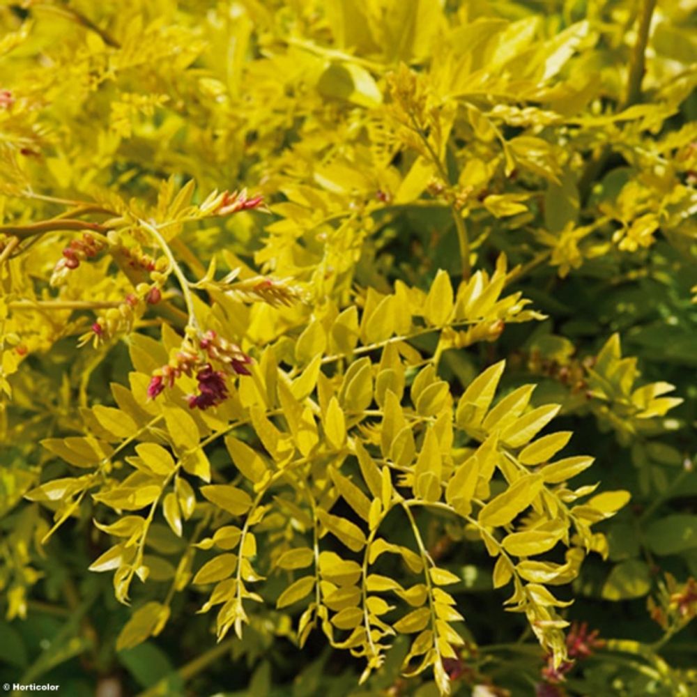 Févier d'amérique sans épines 'sunburst' pot de 4l/5l