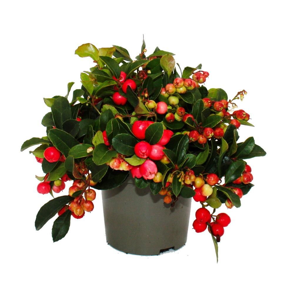 Mûre des tapis - gaultheria procumbens - fausse baie - mûre de la perdrix - plante rustique aux baies décoratives - 1 plante