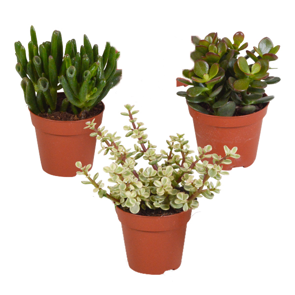 3x crassula mix - plante succulente - plante d'intérieur - facile d'entretien - ⌀8.5 cm - ↕15-20 cm