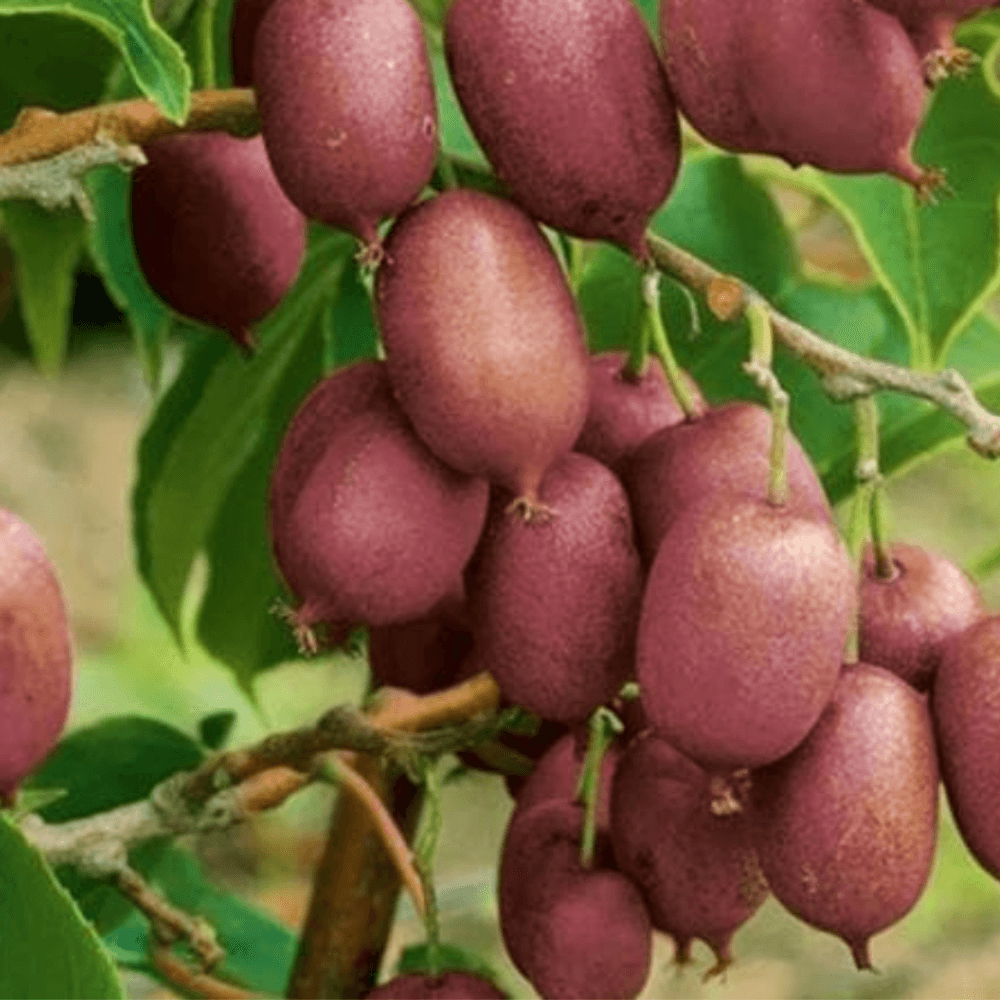 Kiwi de sibérie kens red - actinidia arguta kens red 50/60 cm pot 2l