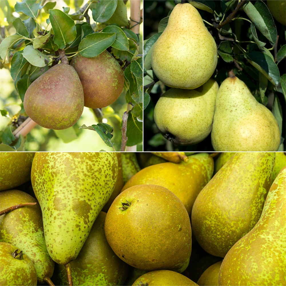 Collection de poiriers : conférence, williams, doyenne du comice - en racine nue / gobelet de 2 ans / hauteur livrée 90-130cm