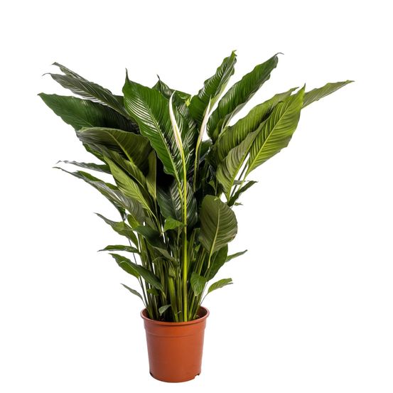 Spathiphyllum 'sweet sebastiano'