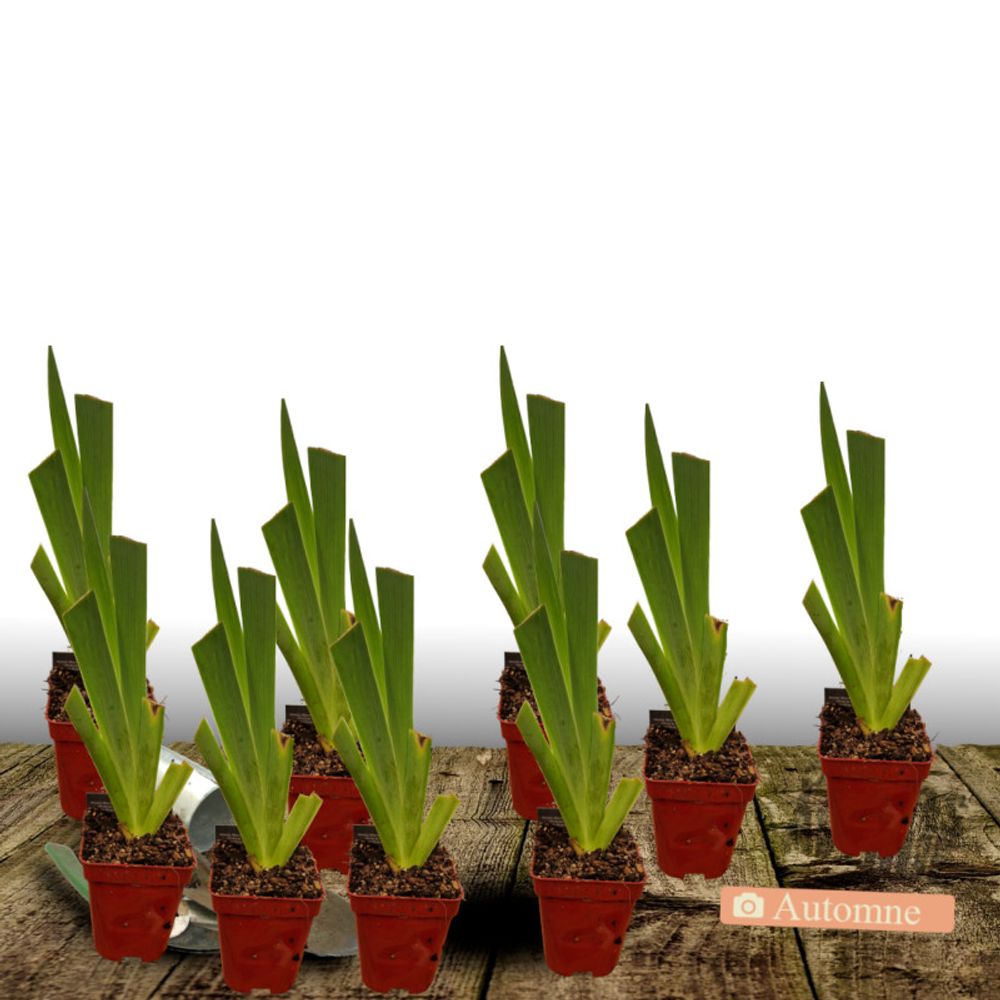 Iris des jardins tuxedo lot de 9 godets