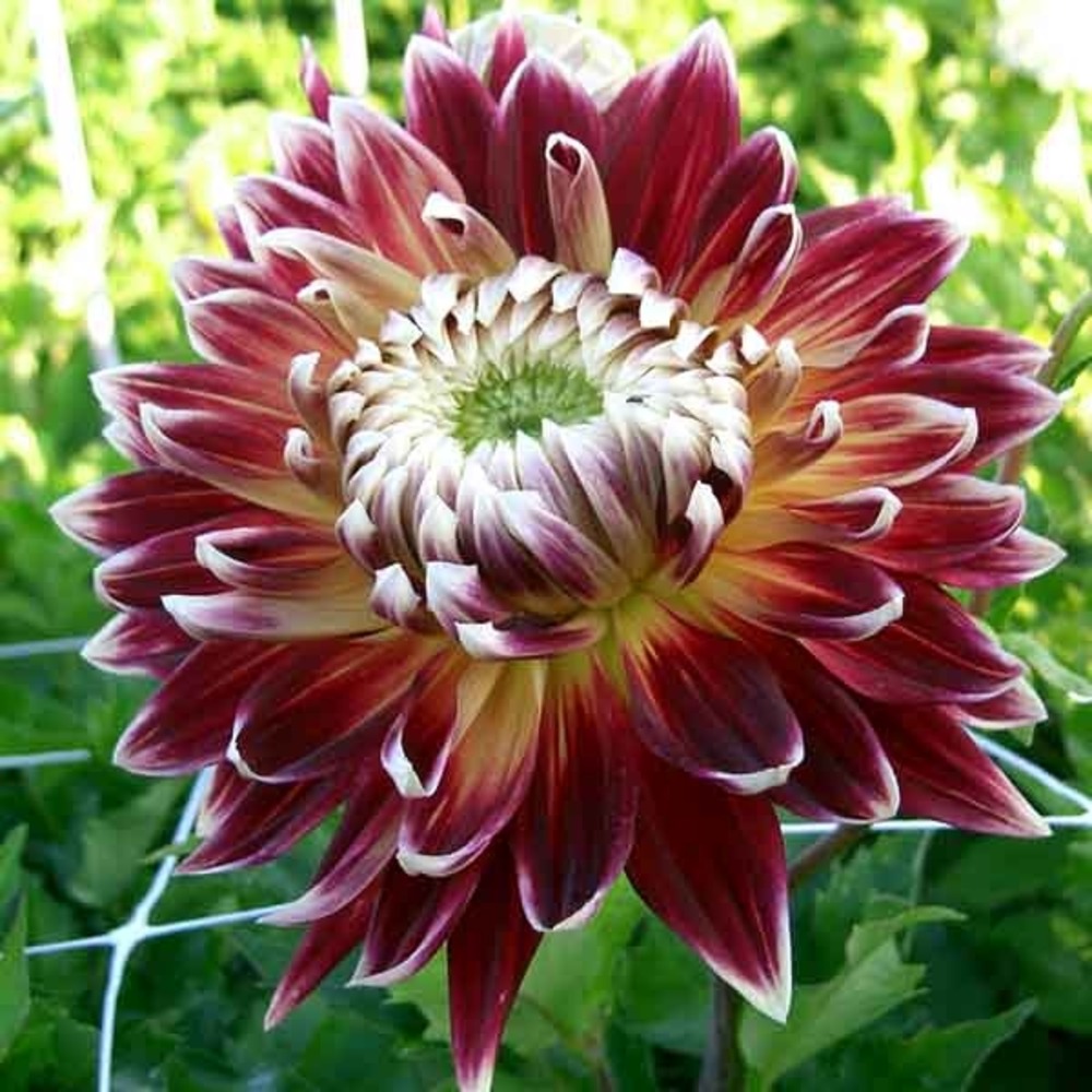 Dahlia gpe décoratif 'akita' bulbe calibre i