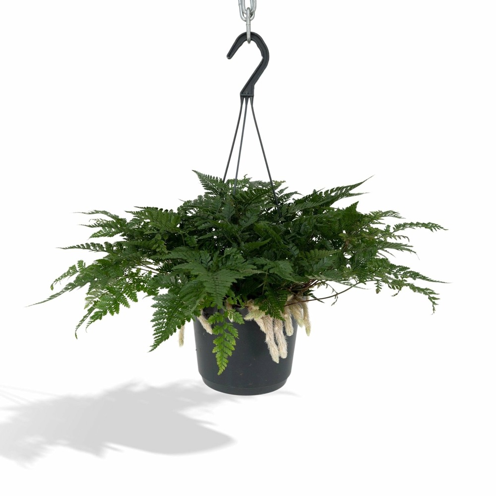 Humata tyermannii - h20 cm - ø17 cm
