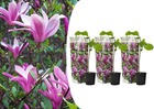 Magnolia susan - set de 3 - fleurs violettes - pot 9cm - hauteur 25-40cm