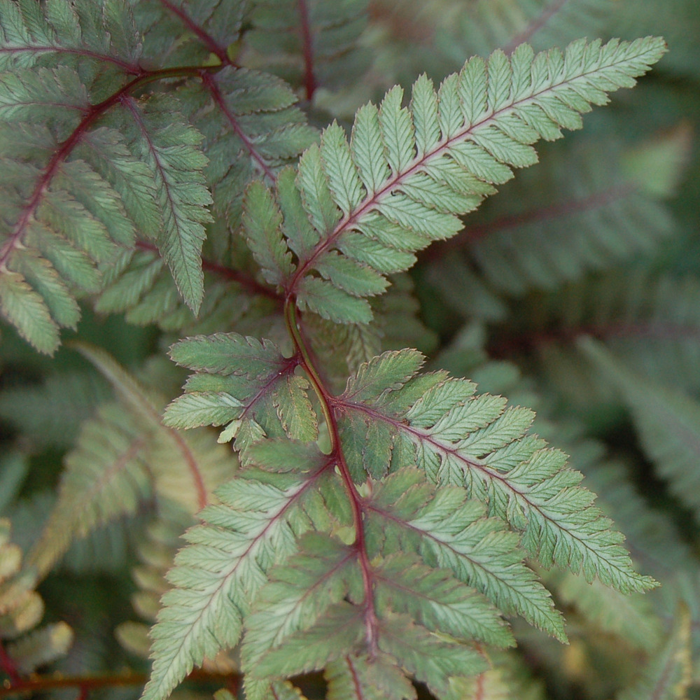 Athyrium niponicum 'red beauty' godet de 8/9 cm