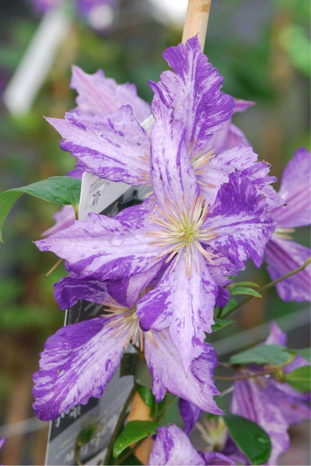 Clématite 'tie dye' - en pot de 3 litres