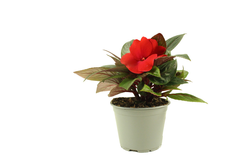 Impatiens pot 10,5 cm