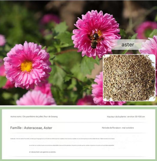 Dtopbuyage - graines d'aster 1000 gélules