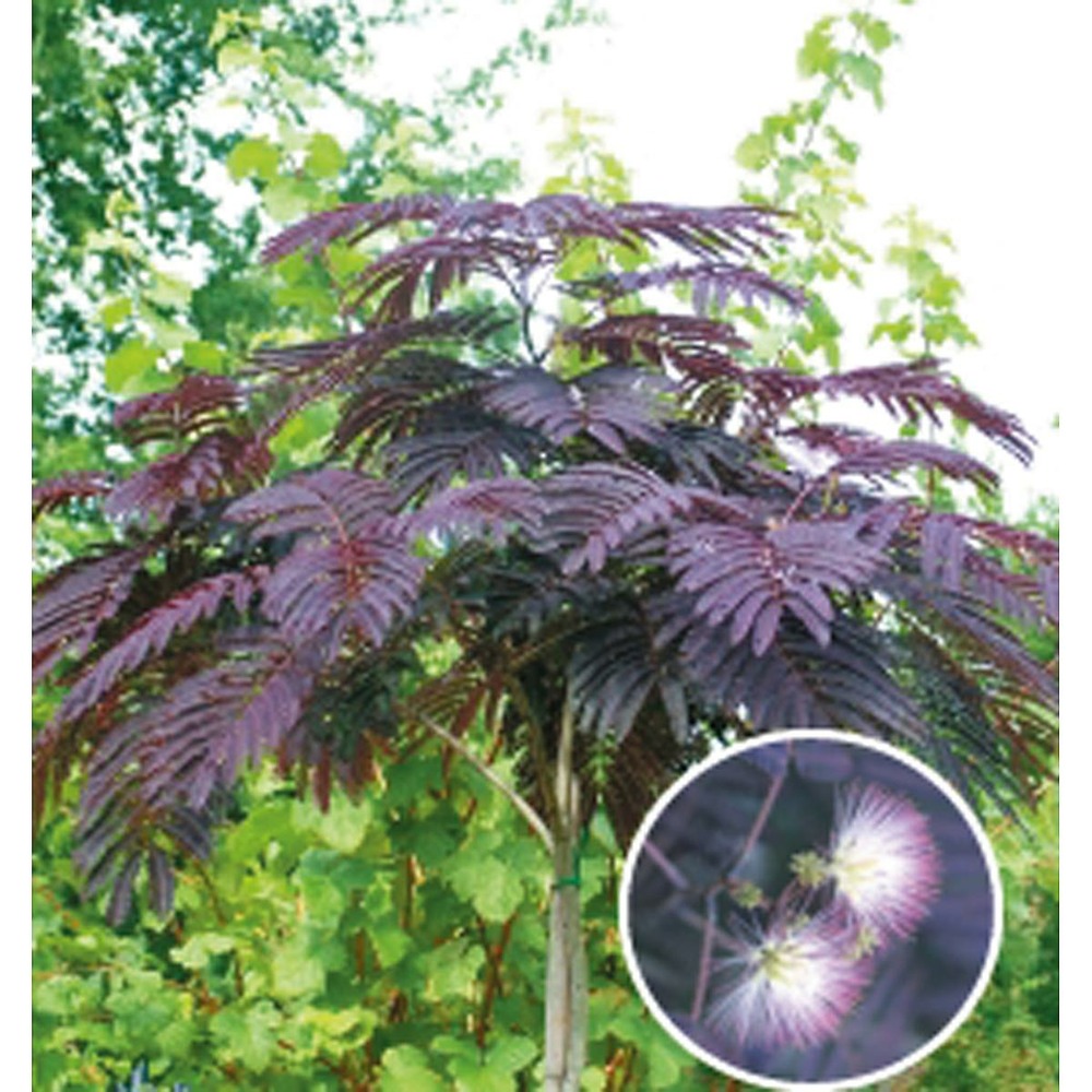Albizia julibrissin summer chocolate - le godet