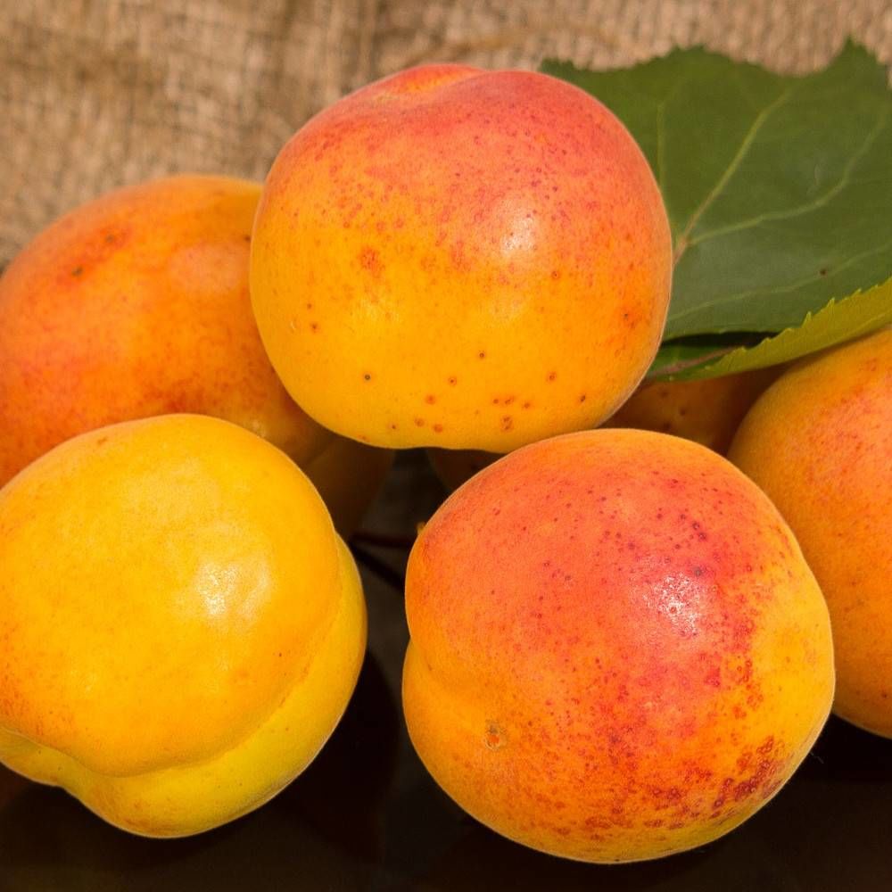 Abricotier rustique des pyrénées® 'bourquin' pot de 15l - 1/2 tige - label rouge