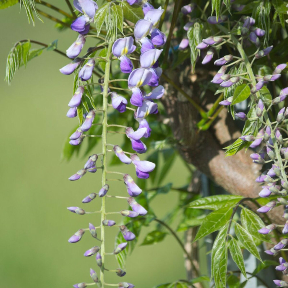 Glycine du japon premature godet - 5/20 cm