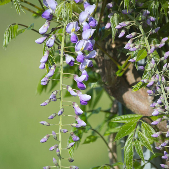 Glycine du japon premature godet - 5/20 cm