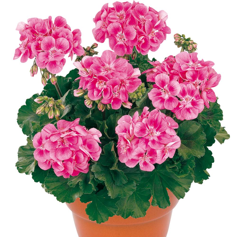 Geranium zonale rose vif - 3 godets plante annuelle