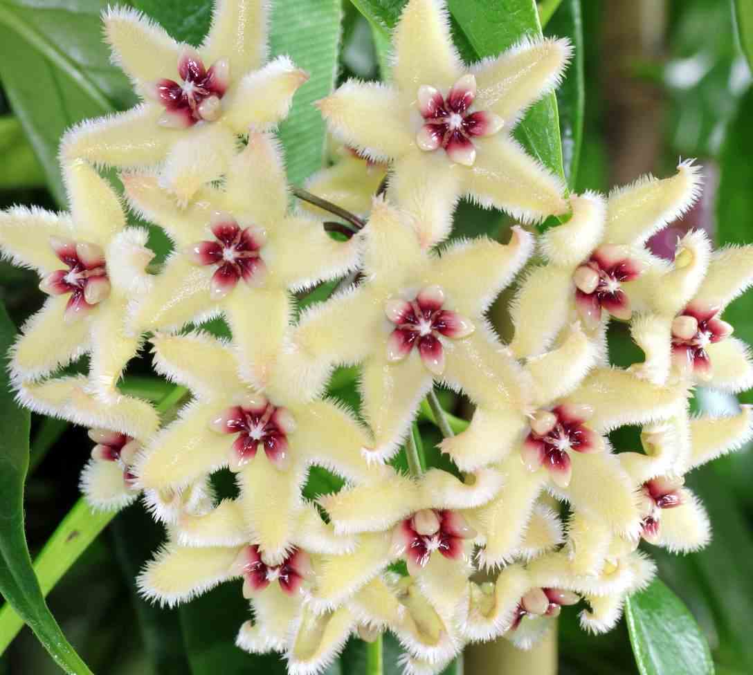 Hoya buotii (fleur de porcelaine, fleur de cire) taille pot de 2 litres - 20/40 cm -   blanc et rose