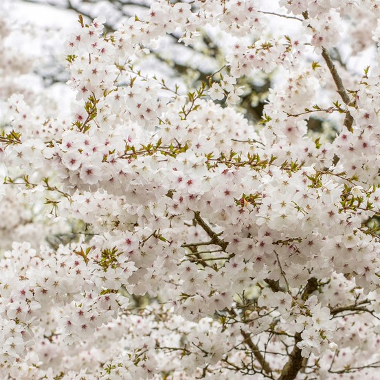 Prunus the bride - cerisier à fleurs pot de 12l/15l, tige