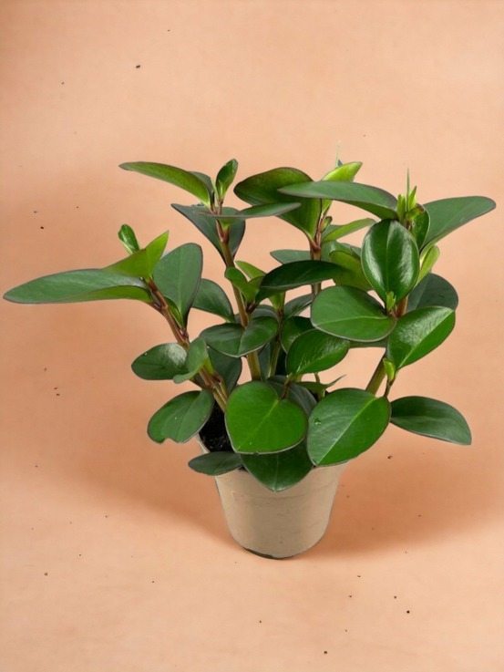 Peperomia clusiifolia red margin