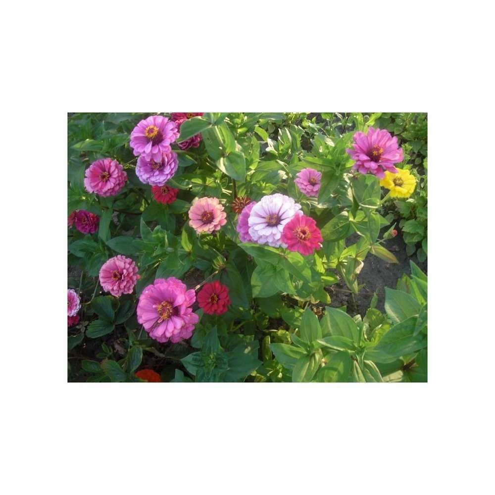 Zinnia à fleur de dahlia varié