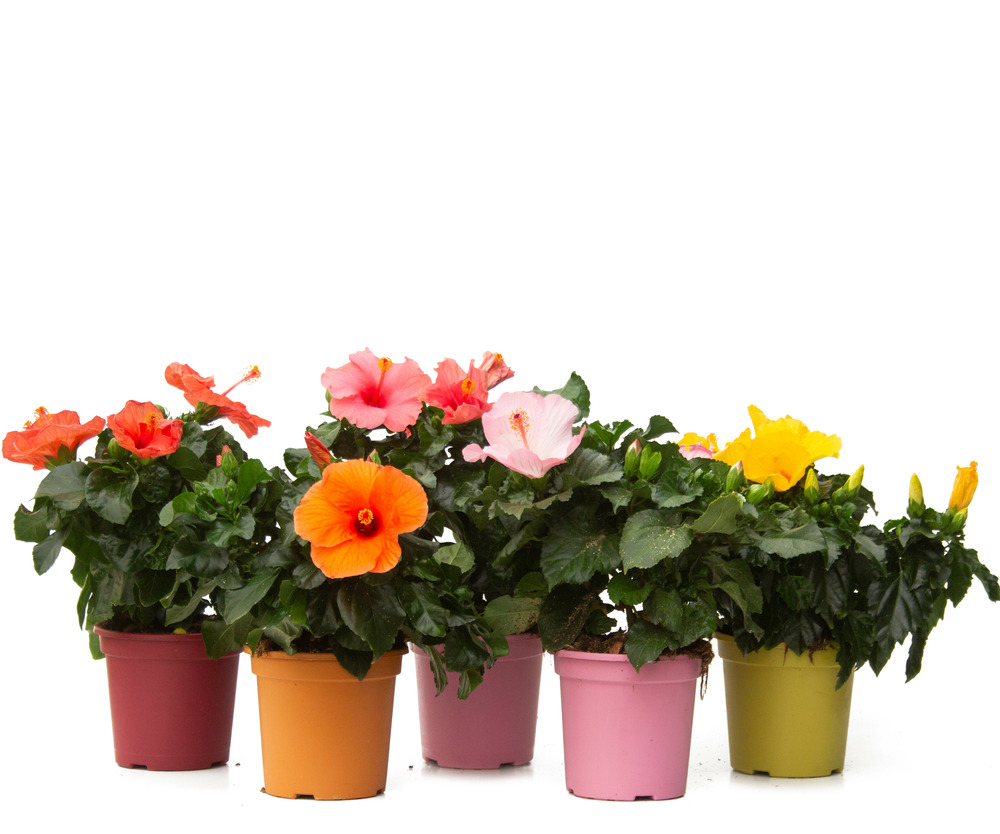 Hibiscus rosa-sinensis (rose de chine ou ketmie) pot de 3 litres - 30/40cm