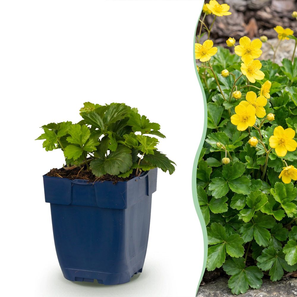 Faux-fraisier waldsteinia ternata - 6 plants - h 15-25 cm, pot ø11 cm