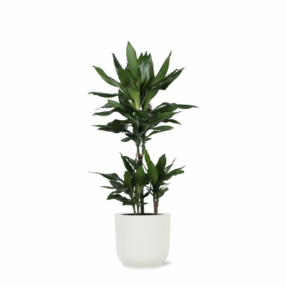 Dracaena janet lind et son pot relief blanc - hauteur 90cm