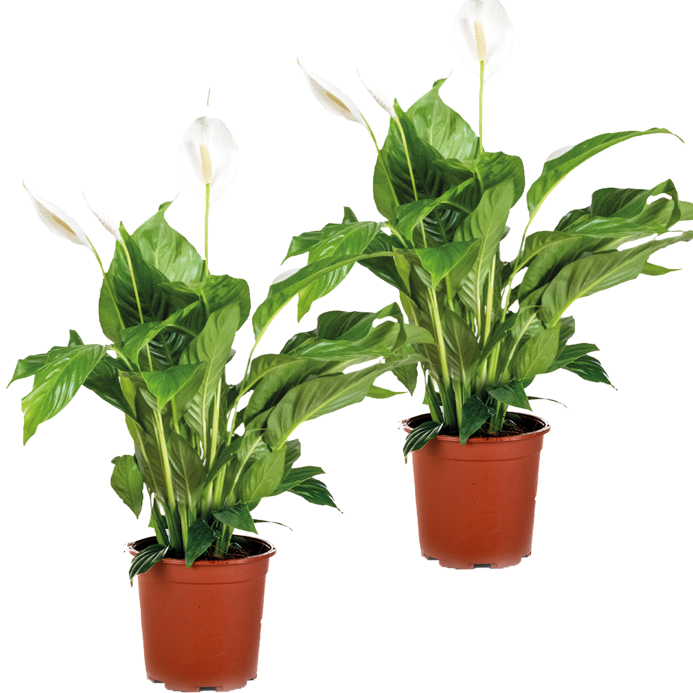Lot de 2 - spathiphyllum - fleur de lune - plante d’intérieur - 60-80 cm de haut - pot 17 cm