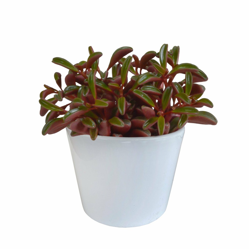 Peperomia 'graveolens' et son cache-pot blanc